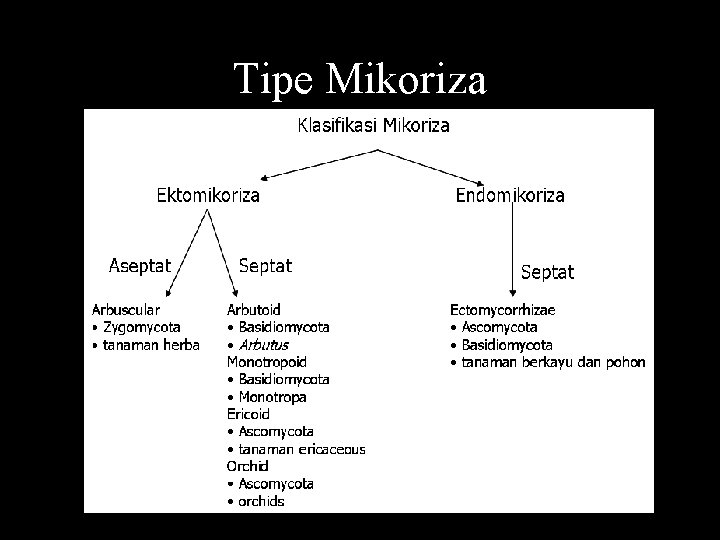 Tipe Mikoriza 