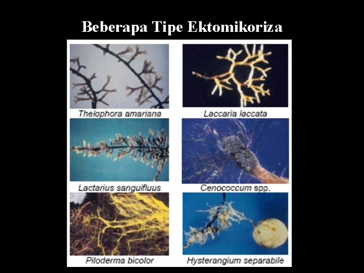 Beberapa Tipe Ektomikoriza 