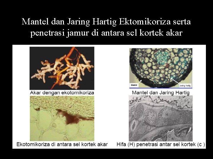 Mantel dan Jaring Hartig Ektomikoriza serta penetrasi jamur di antara sel kortek akar 