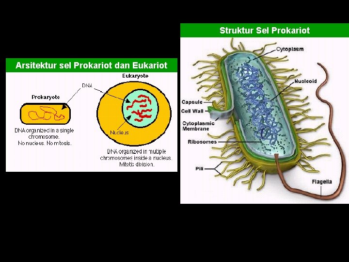 Struktur Sel Prokariot Arsitektur sel Prokariot dan Eukariot 
