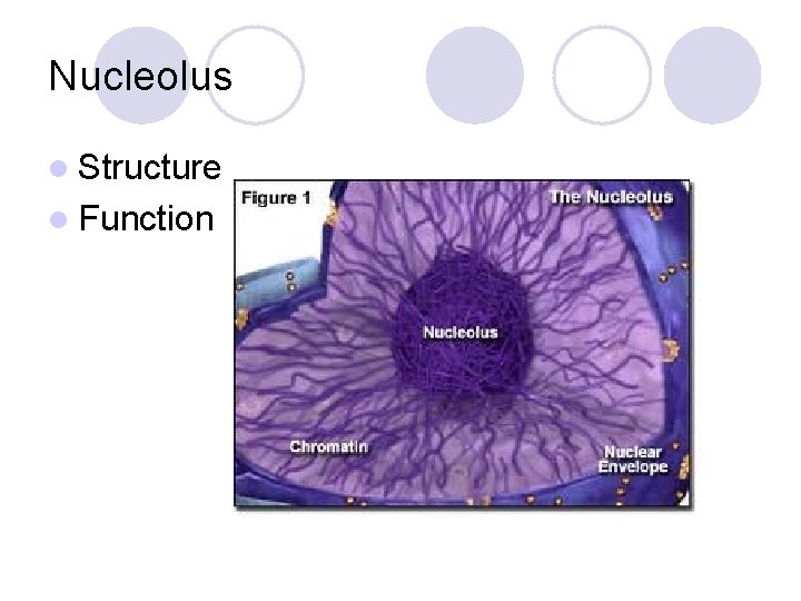 Nucleolus l Structure l Function 