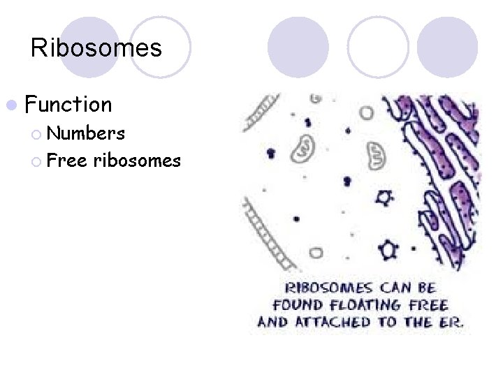 Ribosomes l Function ¡ Numbers ¡ Free ribosomes 