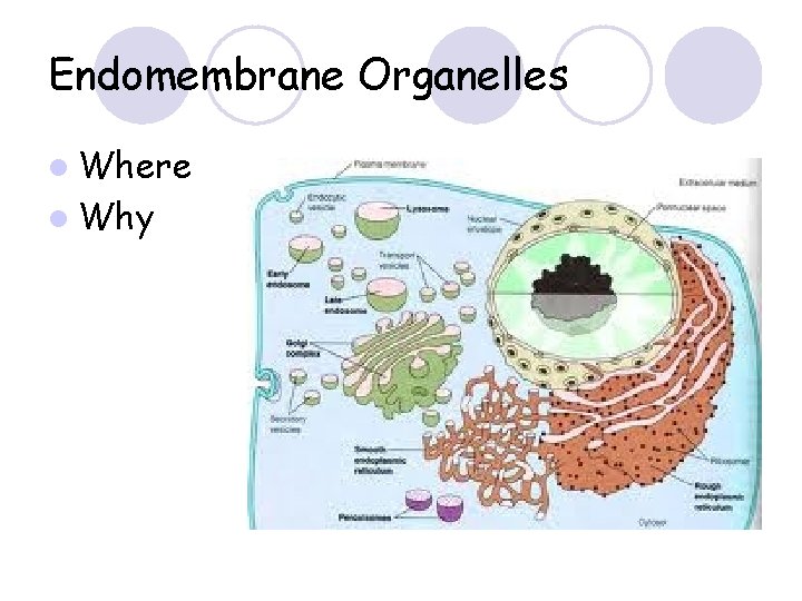 Endomembrane Organelles l Where l Why 