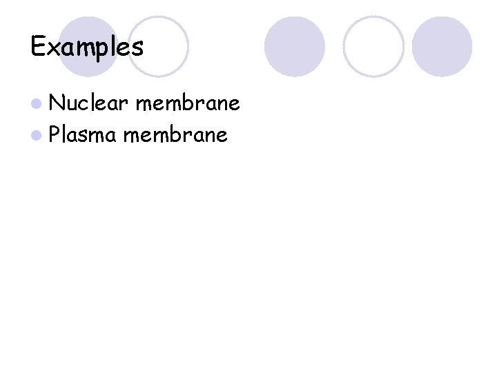 Examples l Nuclear membrane l Plasma membrane 