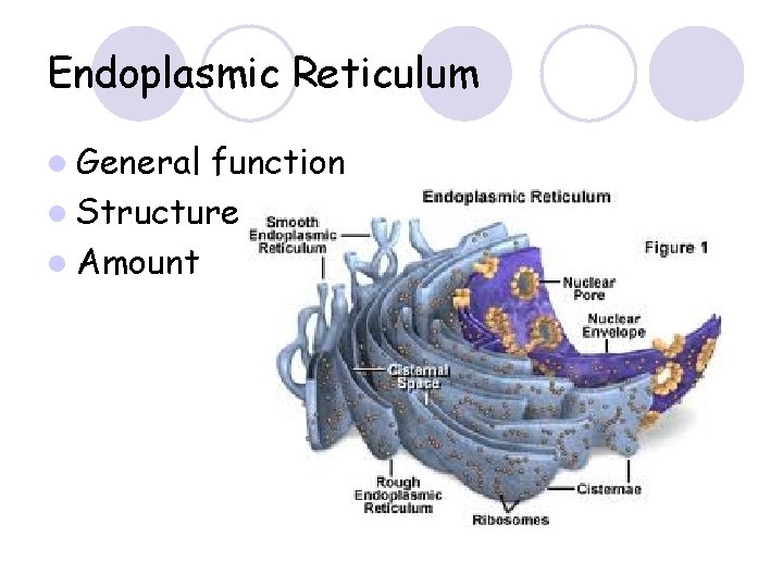 Endoplasmic Reticulum l General function l Structure l Amount 
