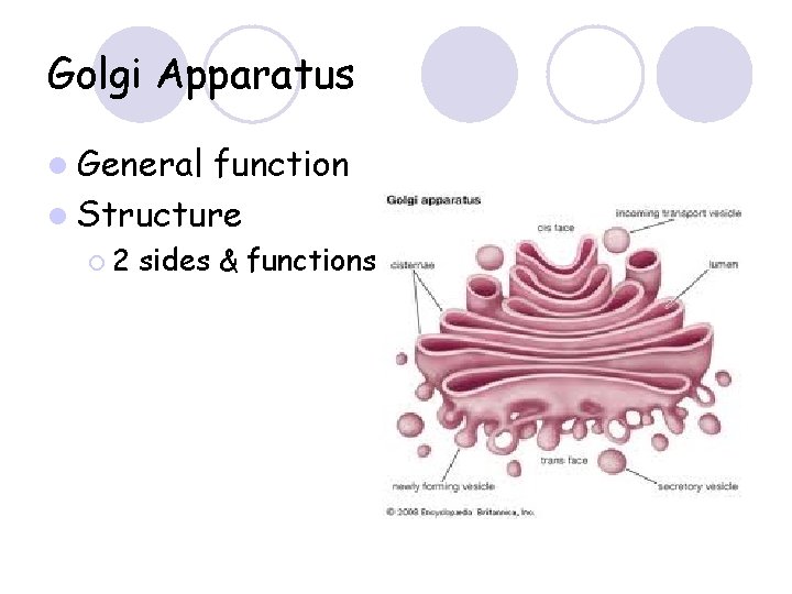Golgi Apparatus l General function l Structure ¡ 2 sides & functions 