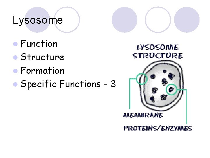 Lysosome l Function l Structure l Formation l Specific Functions – 3 