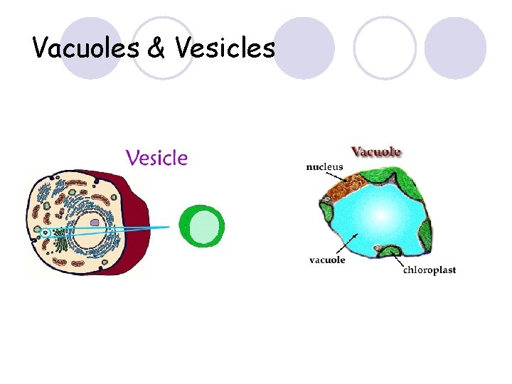 Vacuoles & Vesicles 