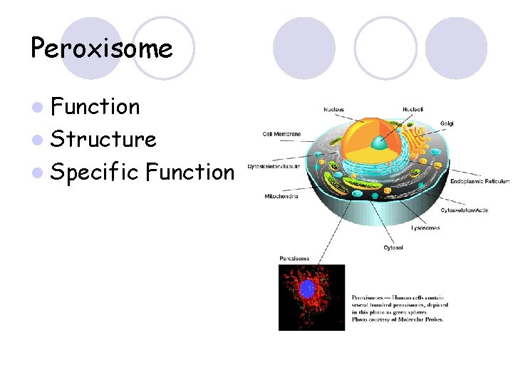 Peroxisome l Function l Structure l Specific Function 