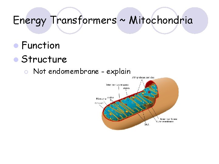 Energy Transformers ~ Mitochondria l Function l Structure ¡ Not endomembrane - explain 