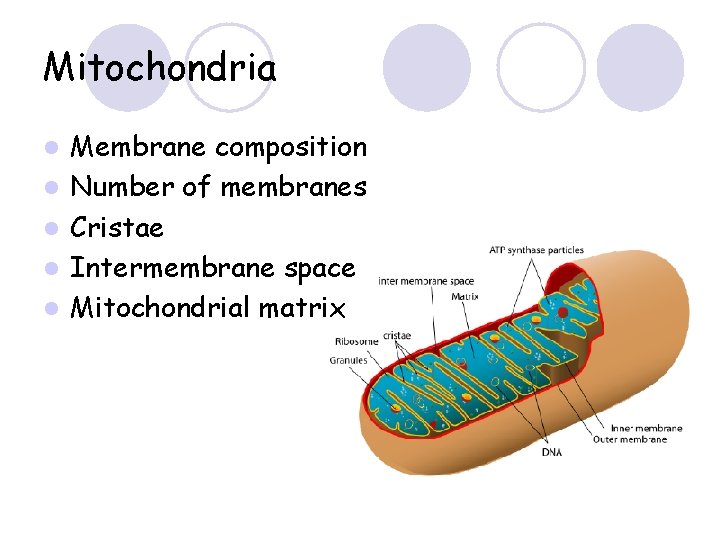 Mitochondria l l l Membrane composition Number of membranes Cristae Intermembrane space Mitochondrial matrix