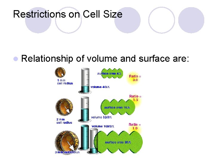 Restrictions on Cell Size l Relationship of volume and surface are: 