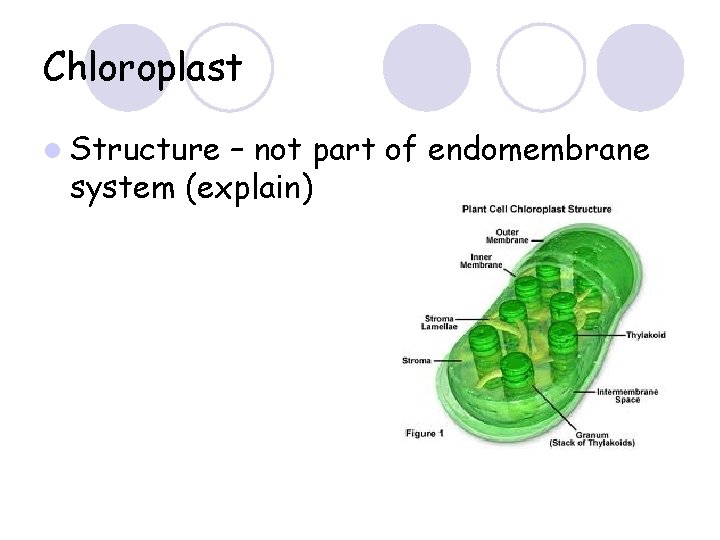 Chloroplast l Structure – not part of endomembrane system (explain) 