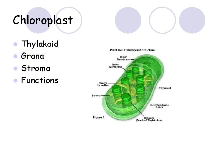 Chloroplast Thylakoid l Grana l Stroma l Functions l 