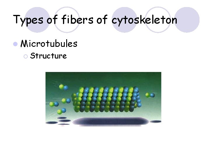 Types of fibers of cytoskeleton l Microtubules ¡ Structure 