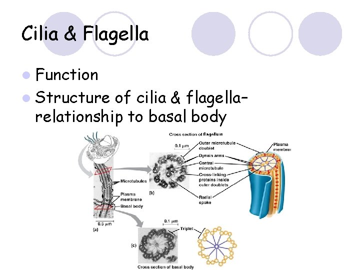 Cilia & Flagella l Function l Structure of cilia & flagella– relationship to basal