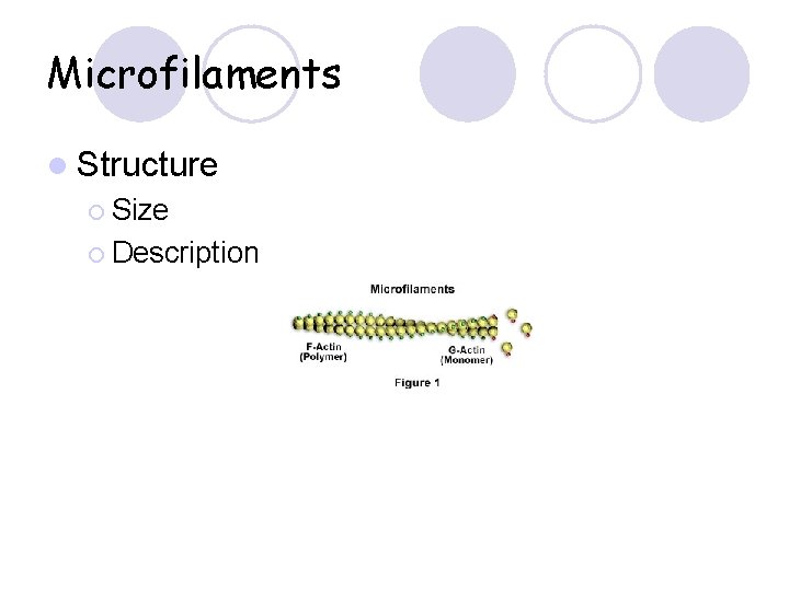 Microfilaments l Structure ¡ Size ¡ Description 