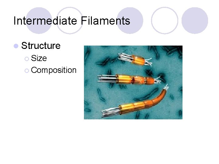 Intermediate Filaments l Structure ¡ Size ¡ Composition 