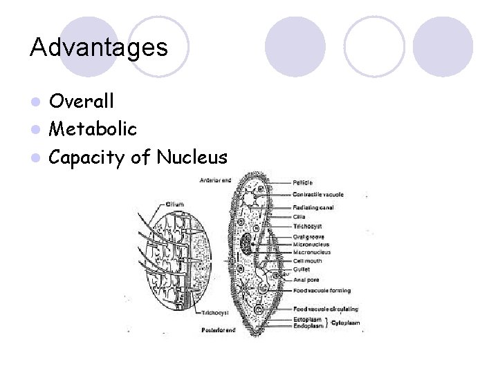 Advantages Overall l Metabolic l Capacity of Nucleus l 