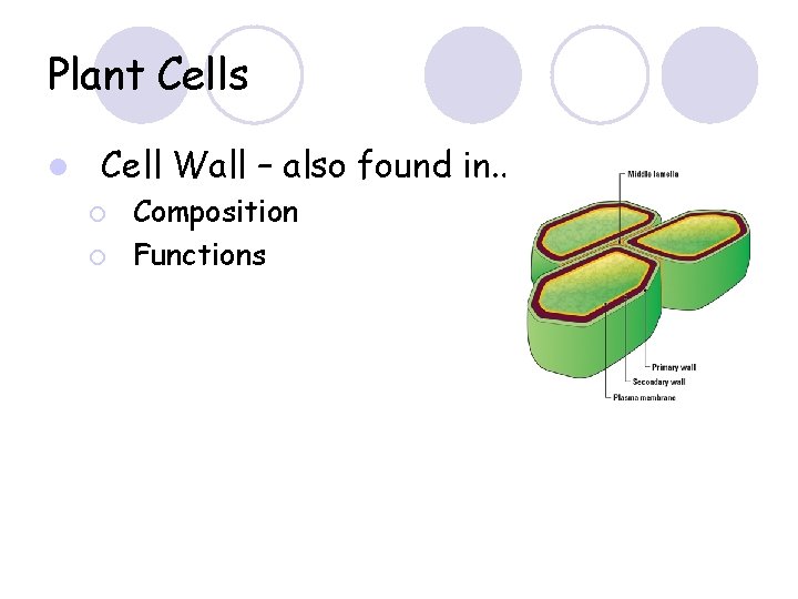 Plant Cells l Cell Wall – also found in. . ¡ ¡ Composition Functions