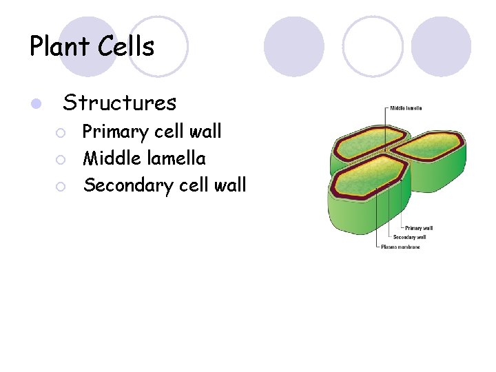 Plant Cells l Structures ¡ ¡ ¡ Primary cell wall Middle lamella Secondary cell