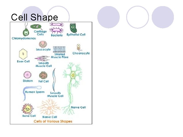 Cell Shape 