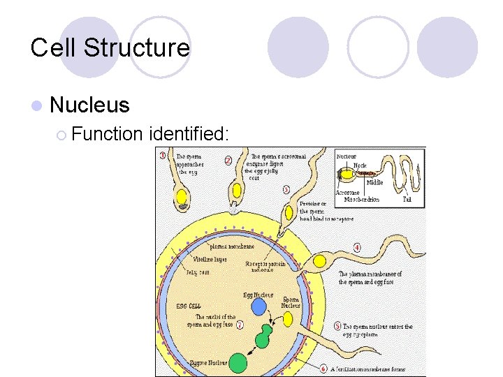 Cell Structure l Nucleus ¡ Function identified: 
