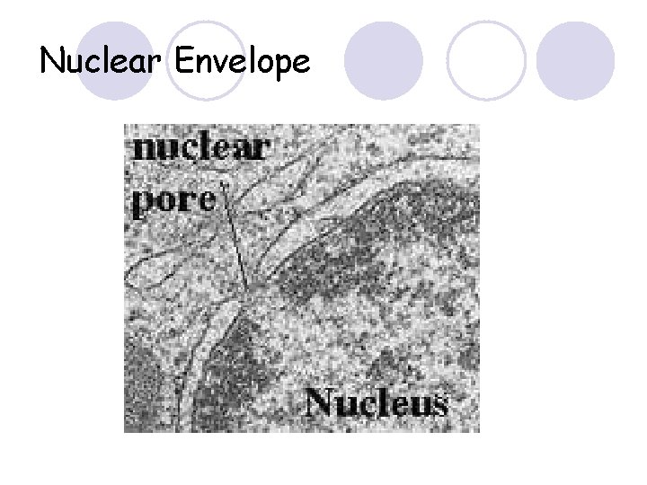 Nuclear Envelope 