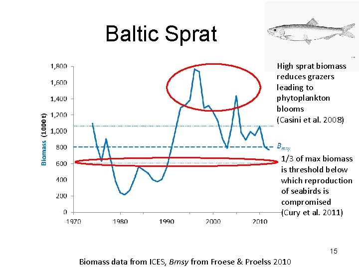 Baltic Sprat High sprat biomass reduces grazers leading to phytoplankton blooms (Casini et al.