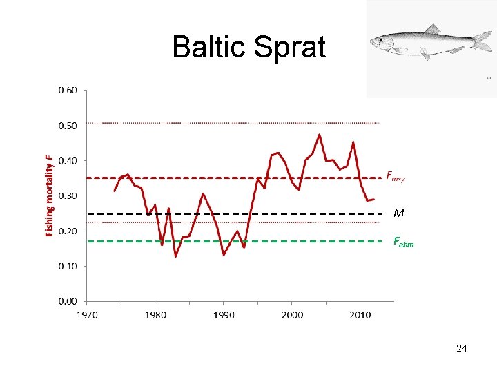 Baltic Sprat M Febm 24 