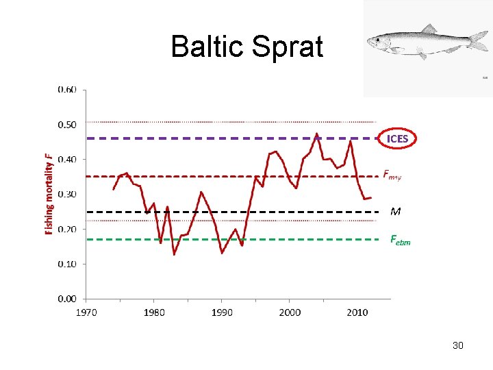 Baltic Sprat ICES M Febm 30 