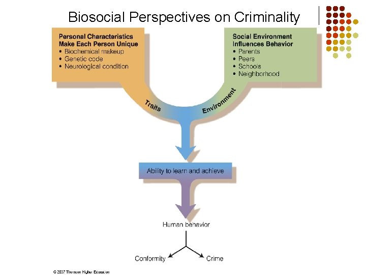 Biosocial Perspectives on Criminality 