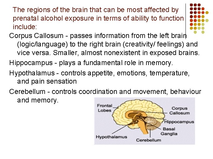 The regions of the brain that can be most affected by prenatal alcohol exposure