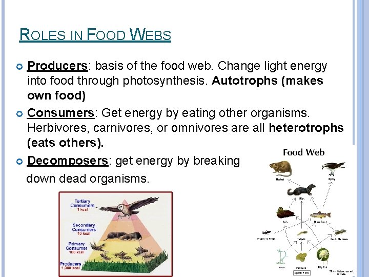 ROLES IN FOOD WEBS Producers: basis of the food web. Change light energy into