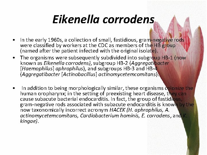 Eikenella corrodens • In the early 1960 s, a collection of small, fastidious, gram-negative