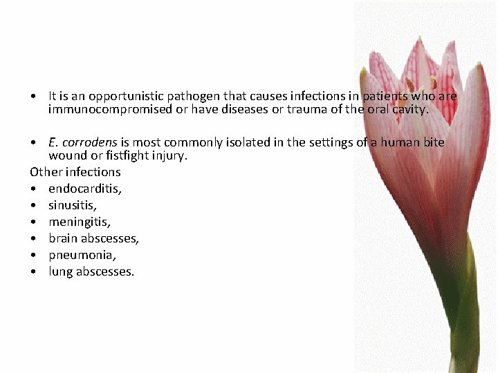  • It is an opportunistic pathogen that causes infections in patients who are