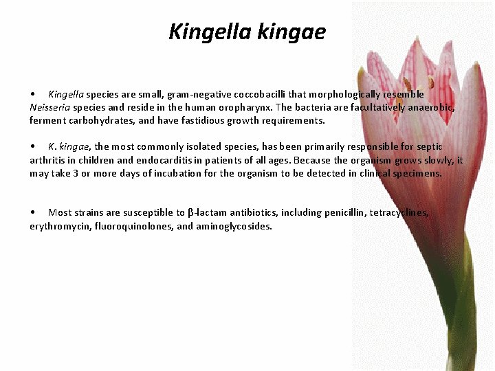 Kingella kingae • Kingella species are small, gram-negative coccobacilli that morphologically resemble Neisseria species