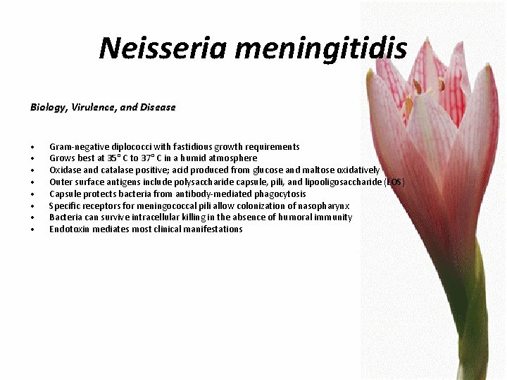 Neisseria meningitidis Biology, Virulence, and Disease • • Gram-negative diplococci with fastidious growth requirements