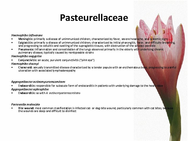 Pasteurellaceae Haemophilus influenzae • Meningitis: primarily a disease of unimmunized children; characterized by fever,