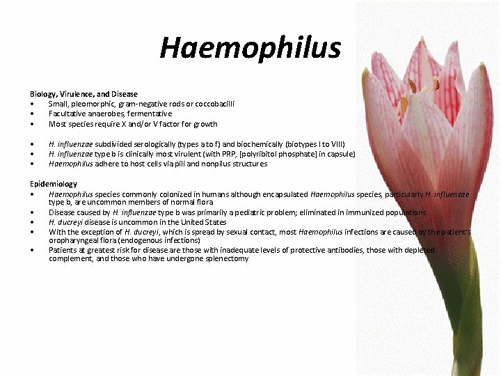 Haemophilus Biology, Virulence, and Disease • Small, pleomorphic, gram-negative rods or coccobacilli • Facultative