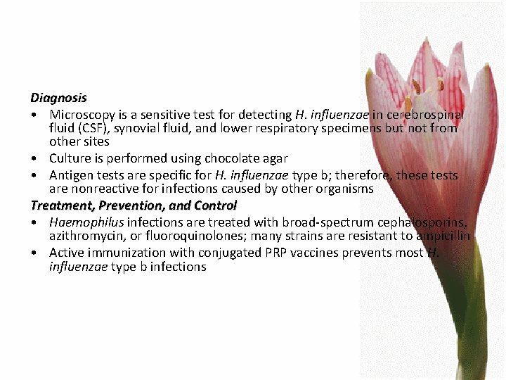 Diagnosis • Microscopy is a sensitive test for detecting H. influenzae in cerebrospinal fluid