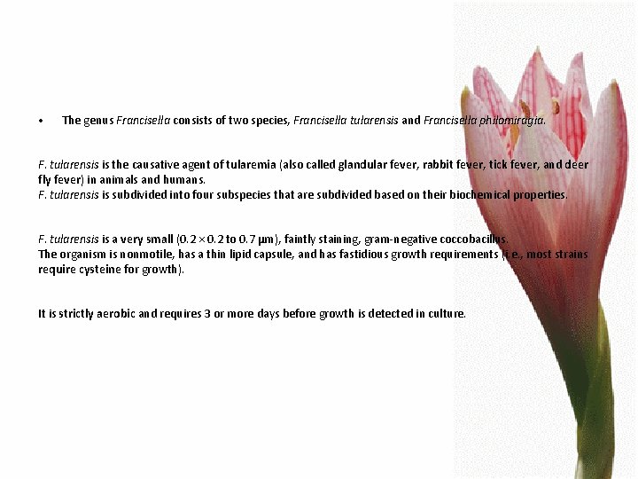  • The genus Francisella consists of two species, Francisella tularensis and Francisella philomiragia.