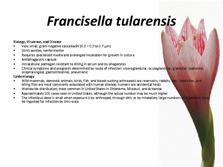 Francisella tularensis Biology, Virulence, and Disease • Very small, gram-negative coccobacilli (0. 2 ×