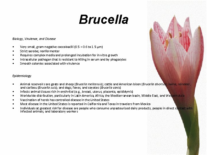 Brucella Biology, Virulence, and Disease • • • Very small, gram-negative coccobacilli (0. 5