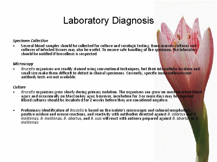 Laboratory Diagnosis Specimen Collection • Several blood samples should be collected for culture and
