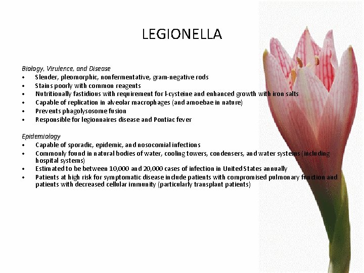 LEGIONELLA Biology, Virulence, and Disease • Slender, pleomorphic, nonfermentative, gram-negative rods • Stains poorly