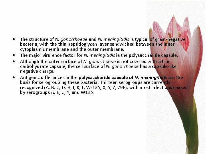  • The structure of N. gonorrhoeae and N. meningitidis is typical of gram-negative