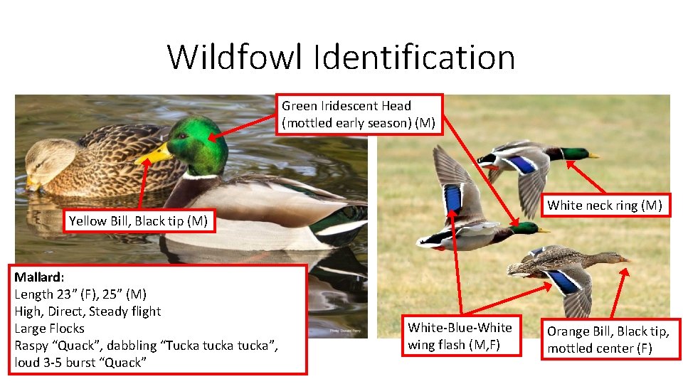 Wildfowl Identification Green Iridescent Head (mottled early season) (M) White neck ring (M) Yellow