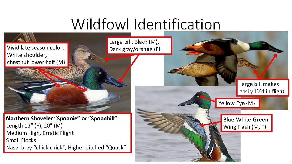 Wildfowl Identification Vivid late season color. White shoulder, chestnut lower half (M) Large bill.