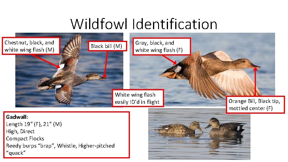 Wildfowl Identification Chestnut, black, and white wing flash (M) Black bill (M) Gray, black,